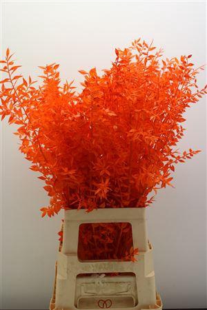 <h4>Dr Ruscus Bleach Oranje</h4>