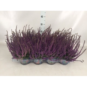 Calluna vulg.   ...