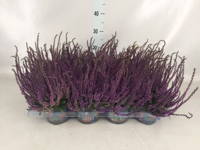 <h4>Calluna vulg.   ...</h4>