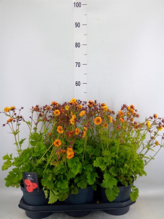 <h4>Geum chiloense</h4>