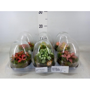 Arr.   Kamerplant Groen H%