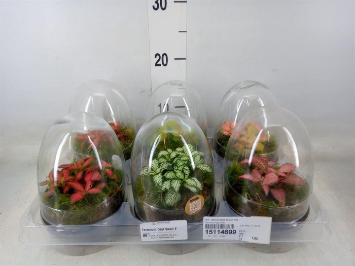 <h4>Arr. Kamerplant Groen H%</h4>