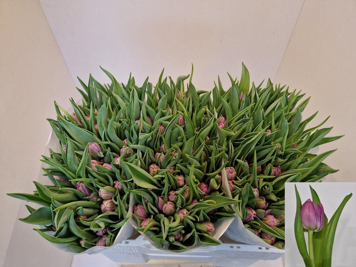 <h4>TU DU DOUBLE PRICE</h4>