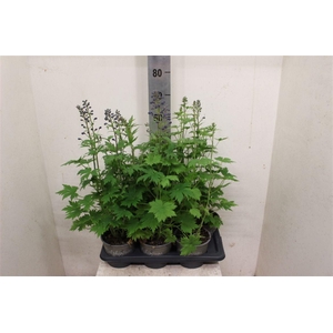 Delphinium Pacific Giant Grp 'Magic Fountains'
