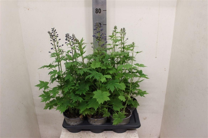 <h4>Delphinium Pacific Giant Grp 'Magic Fountains'</h4>