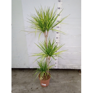 Dracaena marg. 'Sunray'