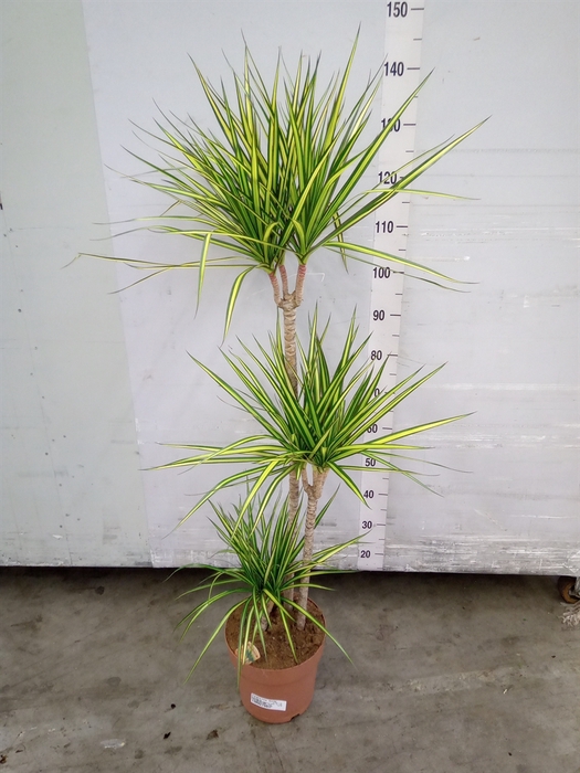 <h4>Dracaena marg. 'Sunray'</h4>