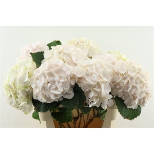 Hydr M Sweet Verena 80-22