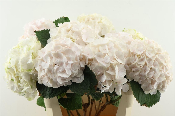 <h4>Hydr M Sweet Verena 80-22</h4>