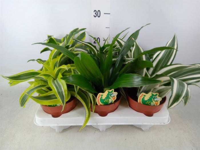 <h4>Dracaena   ...mix</h4>