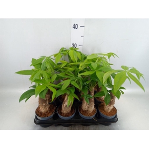 Pachira aquatica