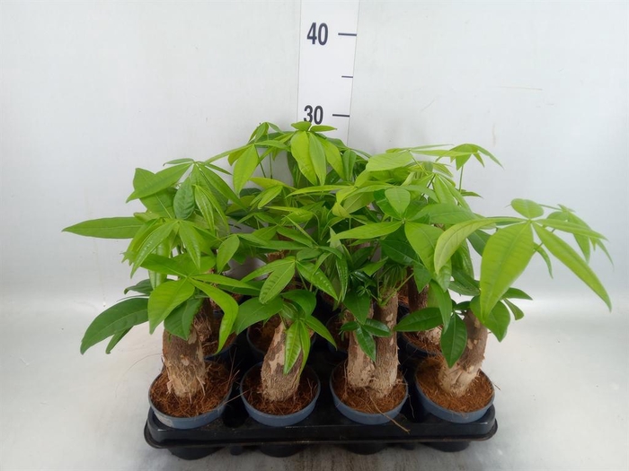 <h4>Pachira aquatica</h4>
