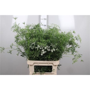 Ammi Majus