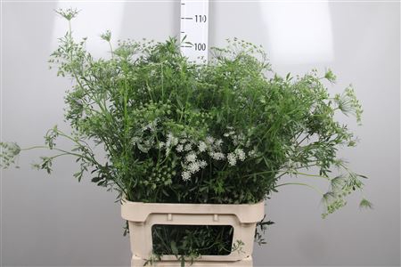 <h4>Ammi Majus</h4>