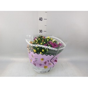 Chrysanthemum   ..mix/pot