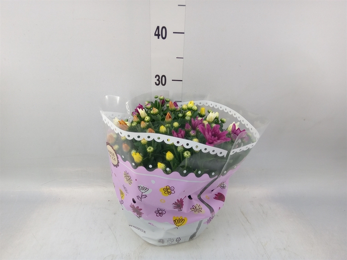 <h4>Chrysanthemum   ..mix/pot</h4>