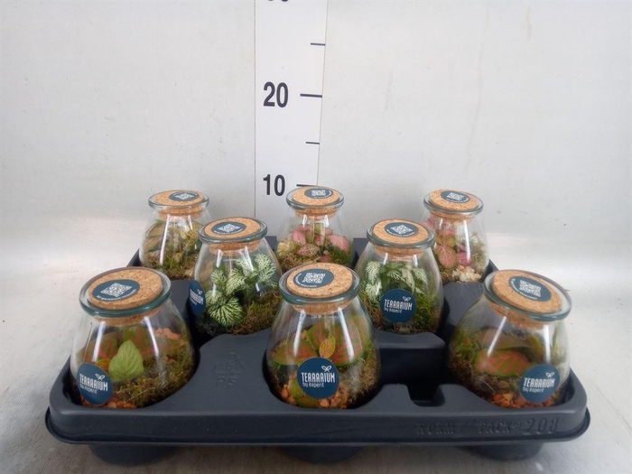 <h4>Arr.   Planten L%</h4>
