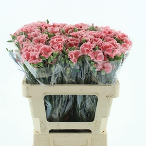 DI TR SIMPLY CORAL EXTRA*