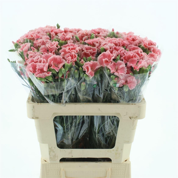 <h4>DI TR SIMPLY CORAL EXTRA*</h4>