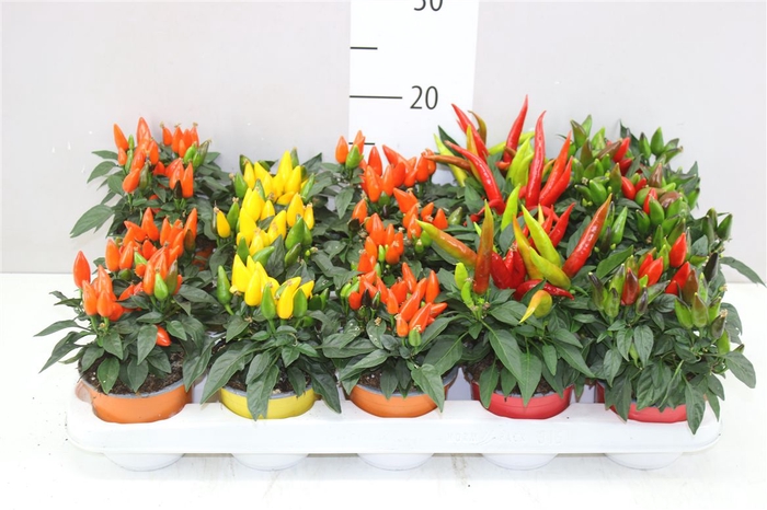 <h4>Capsicum Salsa Gemengd</h4>