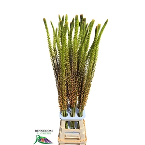 Eremurus Rumba