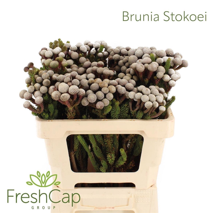 <h4>Brunia Stokoei</h4>