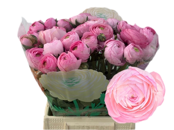 <h4>RAN AAZUR LI PINK</h4>