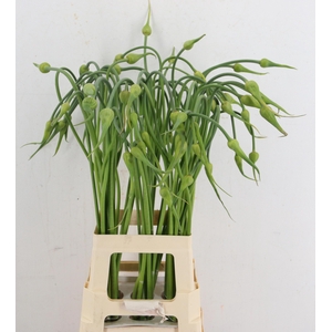 ALLIUM SAT OPHIOSCOR