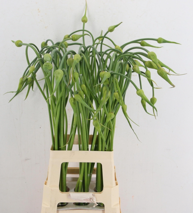 <h4>ALLIUM SAT OPHIOSCOR</h4>