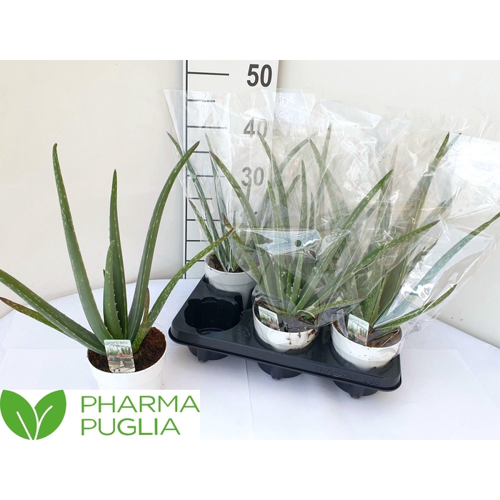 <h4>ALOE VERA</h4>