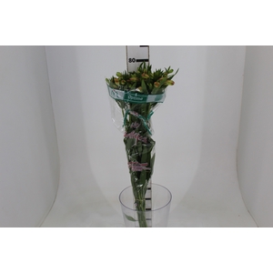 ALSTROEMERIA OPTIMA 080 CM