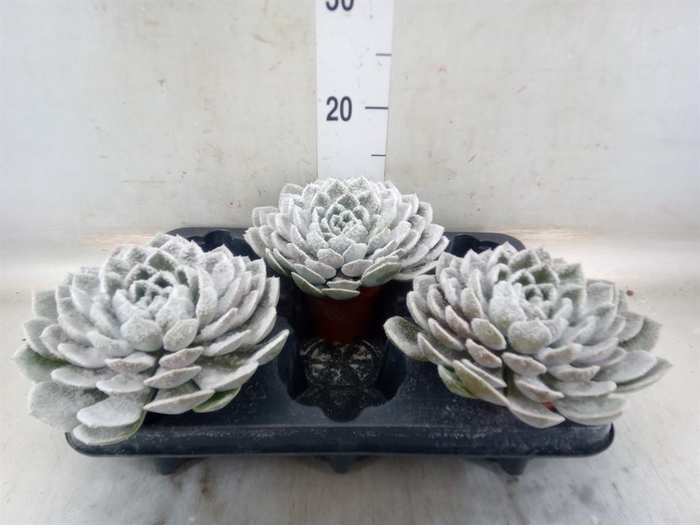 <h4>Echeveria  'Grande Cinza'</h4>
