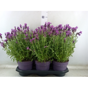 Lavandula stoec. 'Anouk'