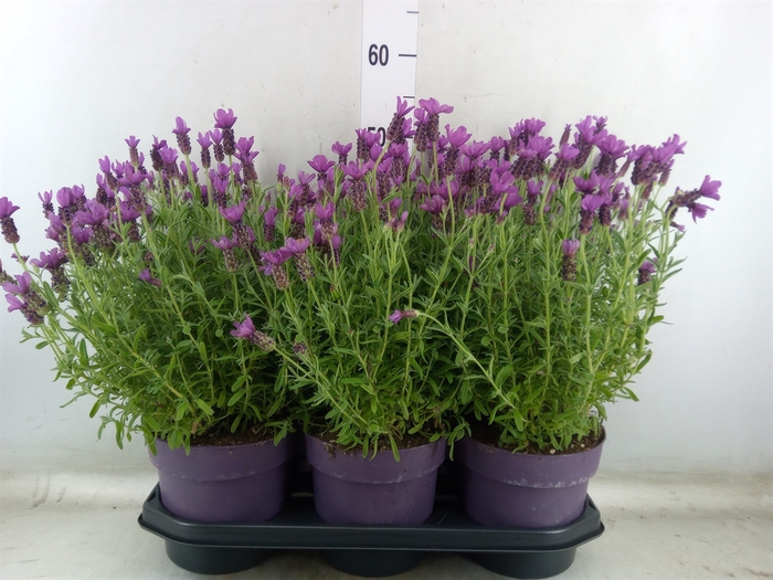 <h4>Lavandula stoec. 'Anouk'</h4>