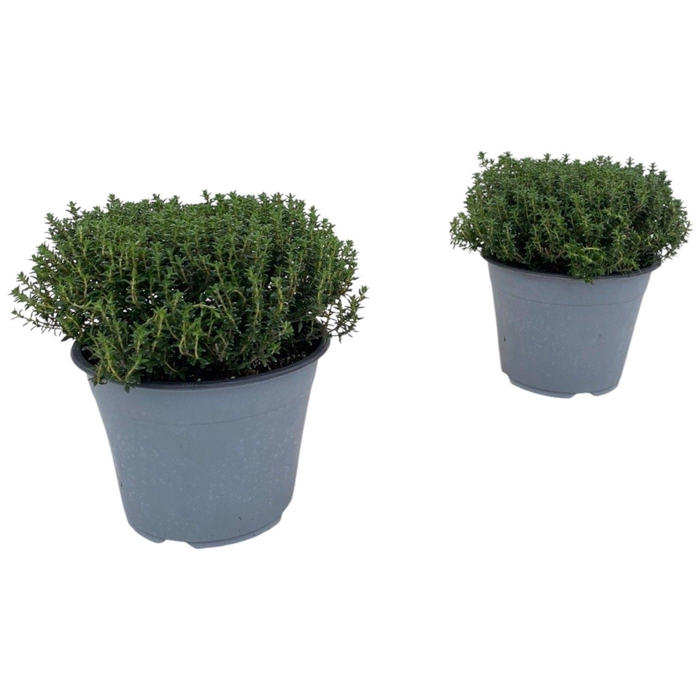 <h4>Thymus Vulgaris Faustini</h4>