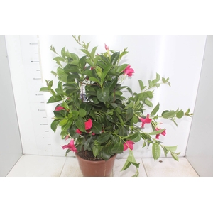 MANDEVILLA P24 TRABALHADO