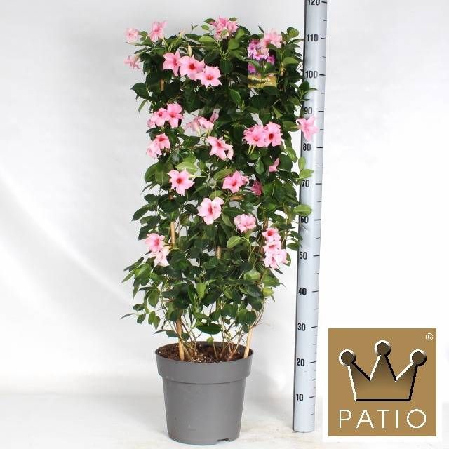 <h4>MANDE SUN CR PINK</h4>