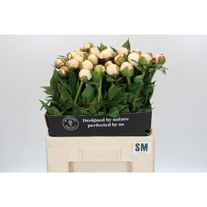 Paeonia Snow Mountain