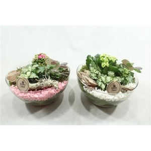 5177 HENDRIK ROZE/WIT