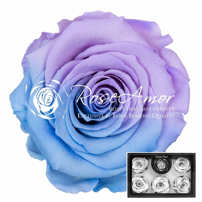 <h4>Pr 1 Bic25 Xl</h4>