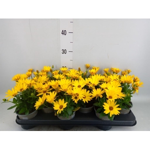 Osteospermum  'Senorita Solana'