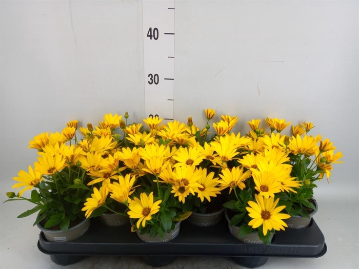 <h4>Osteospermum  'Senorita Solana'</h4>