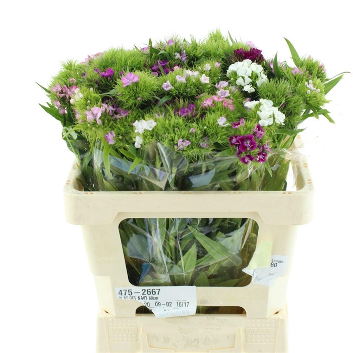 <h4>DI BARB GEM IN BOS</h4>