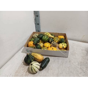 CUCURBITA MAYA MIX X 30