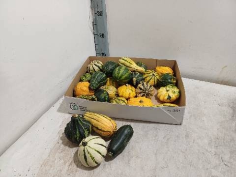 <h4>CUCURBITA MAYA MIX X 30</h4>