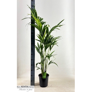 HOWEA FORSTERIANA