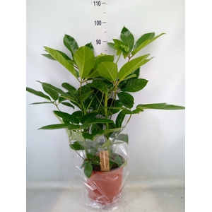 Schefflera actin. 'Amate'