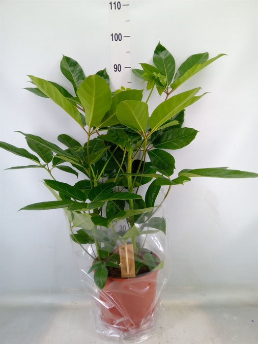 <h4>Schefflera actin. 'Amate'</h4>