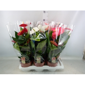 Anthurium   ...mix 4