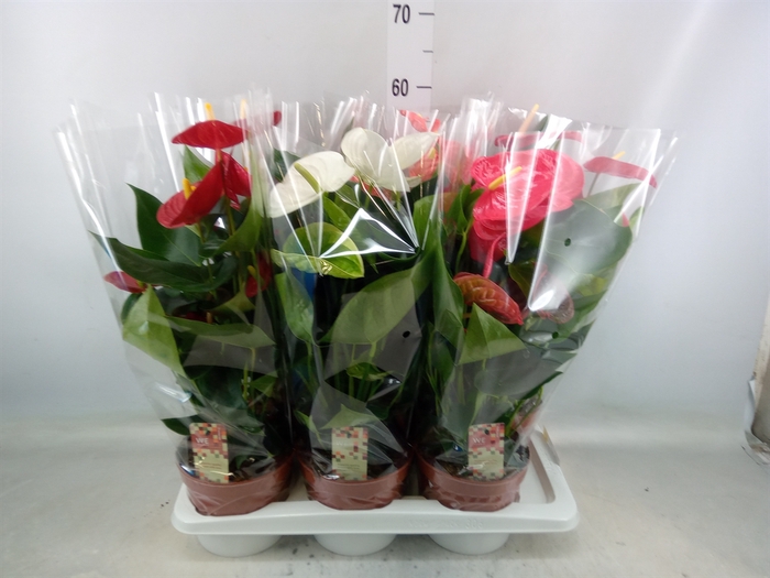 <h4>Anthurium   ...mix 4</h4>